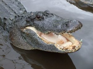 1024px-AmericanAlligator.JPG
