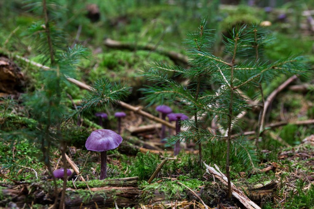 Mushrooms on a forest floor